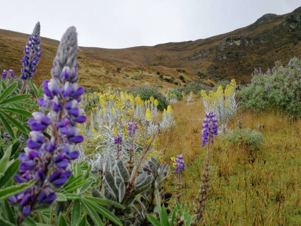 Flowers in the Sierra Nevada del Cocuy, Colombia stock photo