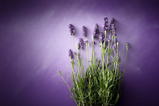 Flowers: Lavender Still Life with Copy Space