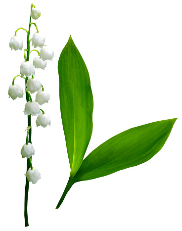 Flowers Lily Of The Valley On A White Isolated Background With Clipping ...
