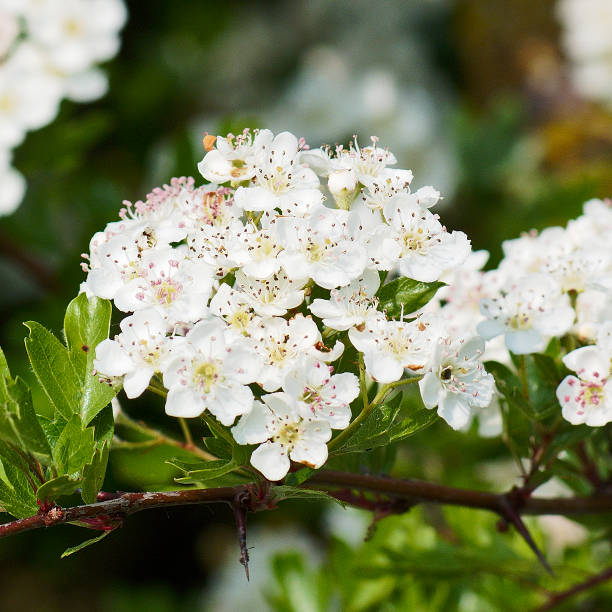 Flowers of a European Hawthorn in spring stock photo