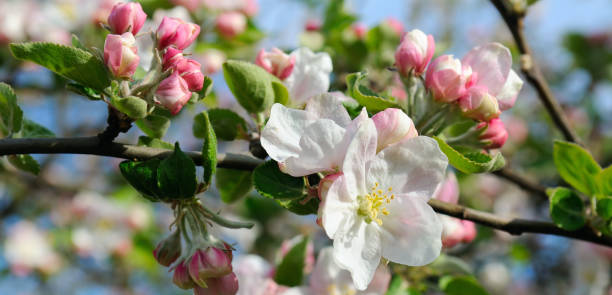 bloemen van een appelboom. ondiepe scherptediepte. focus op de voorste bloemen. - appelbloesem stockfoto's en -beelden