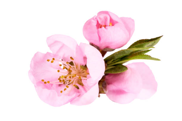 Flowers of blooming flowering peach tree isolated on white background stock photo