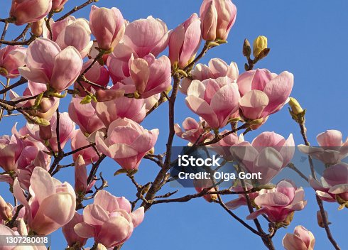 istock Flowers of Magnolia soulangeana on sunny spring day 1307280018