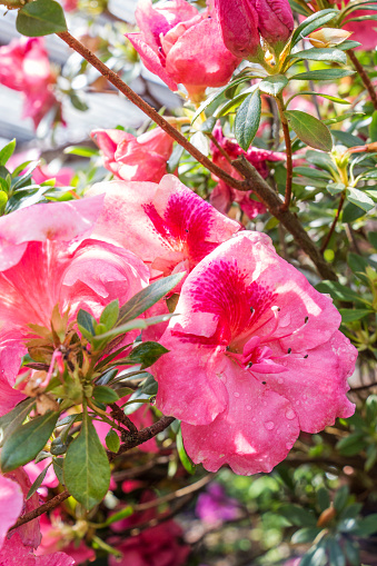 ピンクのツツジシャクナゲ ツツジ科の花 おしべのストックフォトや画像を多数ご用意 Istock