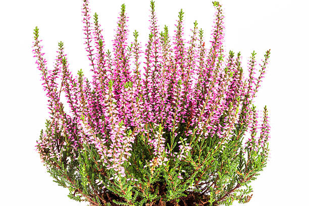 Flowers  of pink Calluna vulgaris in pot on white background stock photo