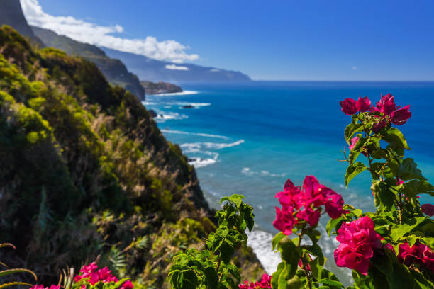 Flowers on coast in Boaventura - Madeira Portugal stock photo