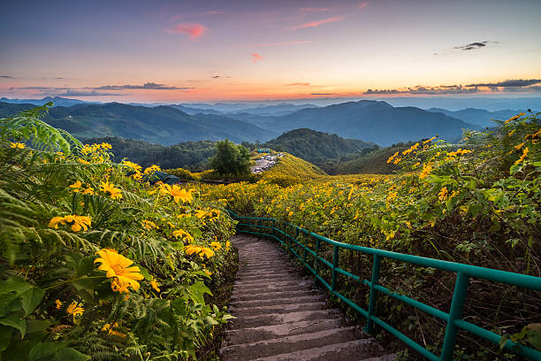 flowers on mountain - chiang mai stad stockfoto's en -beelden