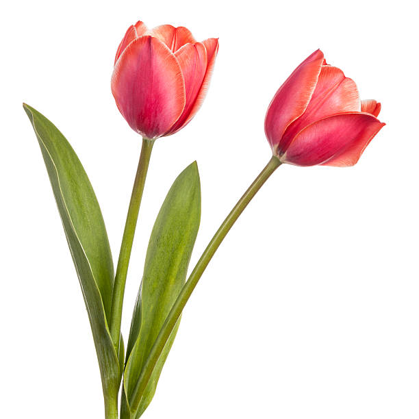 Flowers Two tulip flowers isolated on a white background tulip stock pictures, royalty-free photos & images