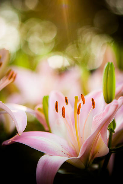 Flowers - Pink Lily stock photo