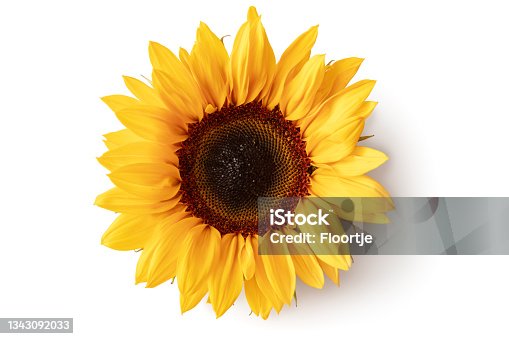 istock Flowers: Sunflower Isolated on White Background 1343092033