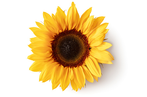 Flowers: Sunflower Isolated on White Background