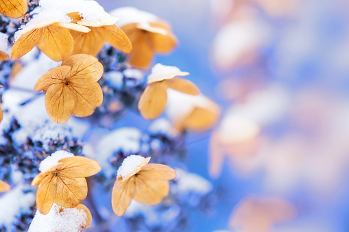 Dry flowers of hydrangea covered by snow on a defocused garden background. Toned image, space for copy.