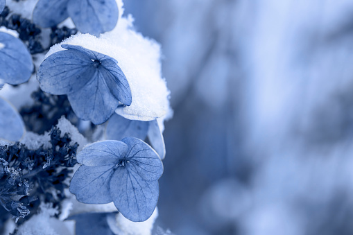 Dry flowers of hydrangea covered with snow on a defocused garden background. Toned image, space for copy.