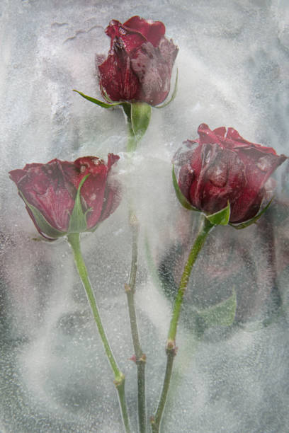 Flowers water and ice Flowers water and ice roses frozen in ice Flowers water and icered  roens frozen in ice frozen rose stock pictures, royalty-free photos & images
