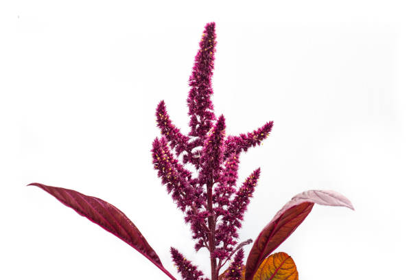Flowers with seeds of vegetable amaranth on a white background stock photo