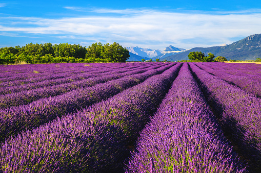 Amazing summer flowery landscape with violet lavender fields. Blooming lavender plantation with stunning symmetrical rows, Valensole, Provence region, France, Europe