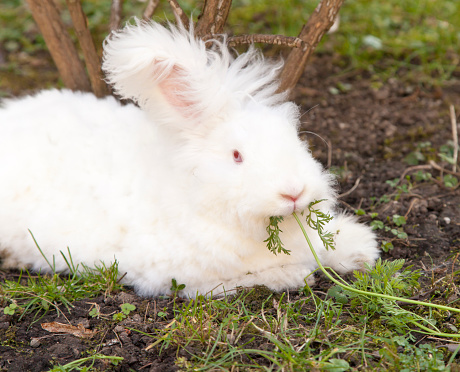 Giant Angora Rabbit 