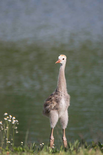 Fluffy Baby Sandhill Crane A vertical photograph of a baby Sandhill Crane. This adorable little bird stands tall showing off it's knobbly knees and fluffy, feathery thighs. The bird, standing in grass with wildflowers, looks around with curiosity. Out of focus reflections in the lake fill the background. The image was taken in  the spring in Florida.   knobby knees stock pictures, royalty-free photos & images