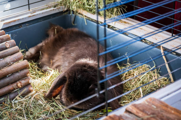 Fluffy bunny sleeping relaxed in its house Horizontal picture of a dark brown fluffy loppy ear bunny sleeping stretched out in its house. rabbit hutch stock pictures, royalty-free photos & images