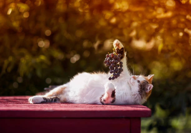fluffy cat is lying in the garden with a brush of ripe grapes in its paw stock photo