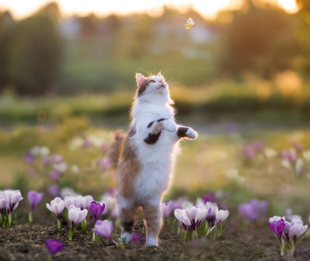 fluffy cat walks through a spring meadow among crocus flowers and catches butterflies stock photo
