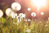 istock Fluffy dandelions glow in the rays of sunlight at sunset in nature on a meadow. 1317303344
