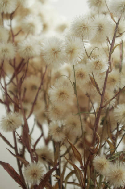fluffy dried flowers fluffy dried flowers in a vase dried plant photos stock pictures, royalty-free photos & images