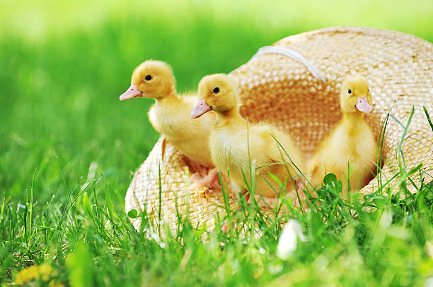 fluffy  ducklings stock photo