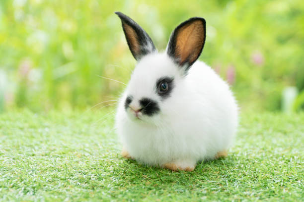 fluffy rabbit bunny sitting green grass in spring summer background. infant dwarf bunny black white rabbit playful on lawn with green bokeh nature background. cute animal furry pet concept. - dwarf rabbit bildbanksfoton och bilder