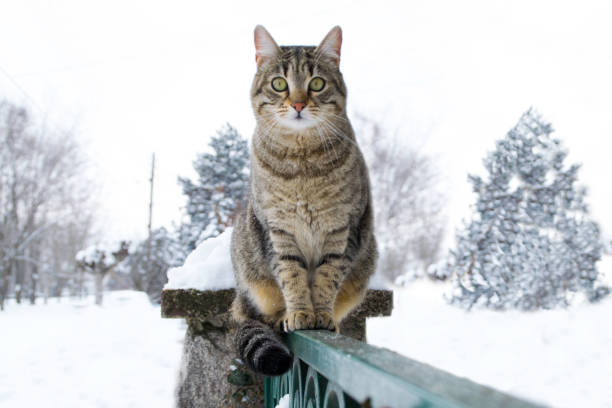 fluffy randig katt sitter på staketet tittar på kameran under den snöiga vintern - cat snow bildbanksfoton och bilder