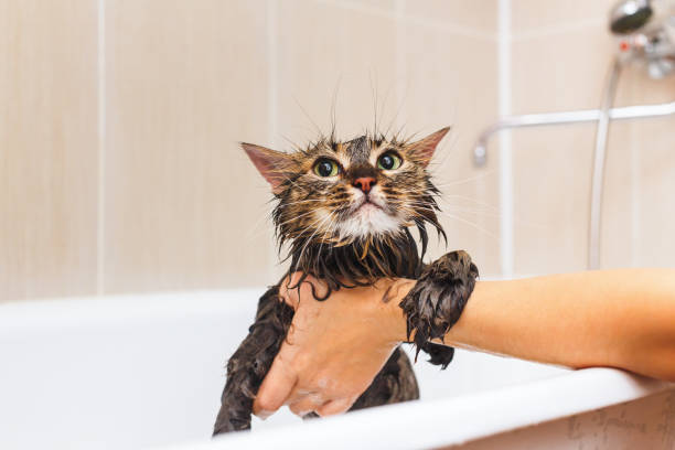 Fluffy wet cat in the bathroom. On a white background stock photo