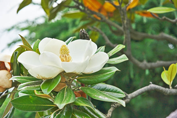 Flwer of the Magnolia grandiflora Flwer of the Magnolia grandiflora
 chigasaki stock pictures, royalty-free photos & images