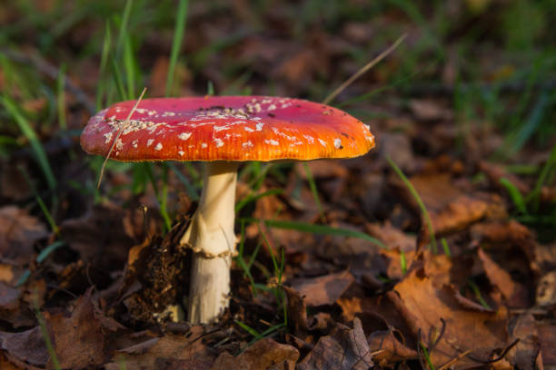 Fly agaric mushroom Wild amanita muscaria mushroom growing in the forest soil psychedelics stock pictures, royalty-free photos & images