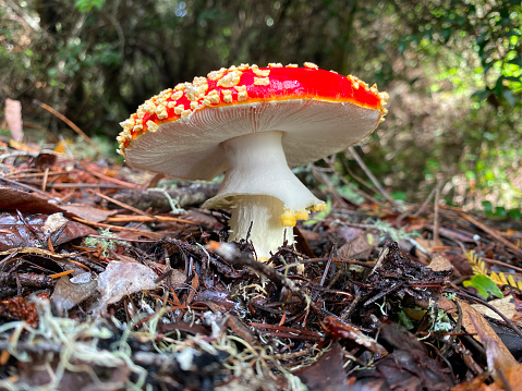 Fly agaric mushroom red growing in a forest.