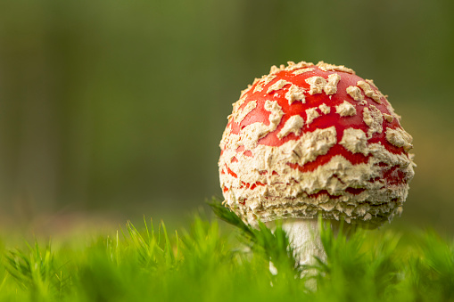Photo of poisonous mushroom with its red hat with white dots