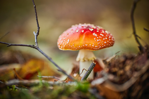 A white spotted red mushroom in a forest. The ground is covered with autumn leaves and little branches.