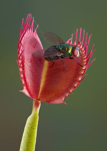Fly caught in a venus fly trap A fly is sitting on an open Venus fly trap, just a second away from being trapped and eaten. carnivorous plant stock pictures, royalty-free photos & images