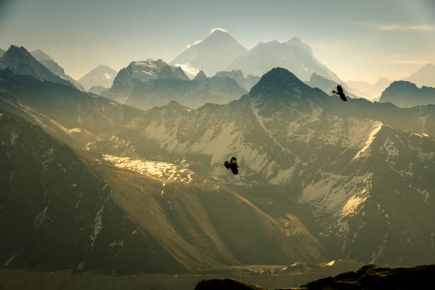 Fly like a Raven: soaring among highest peaks including Everest stock photo