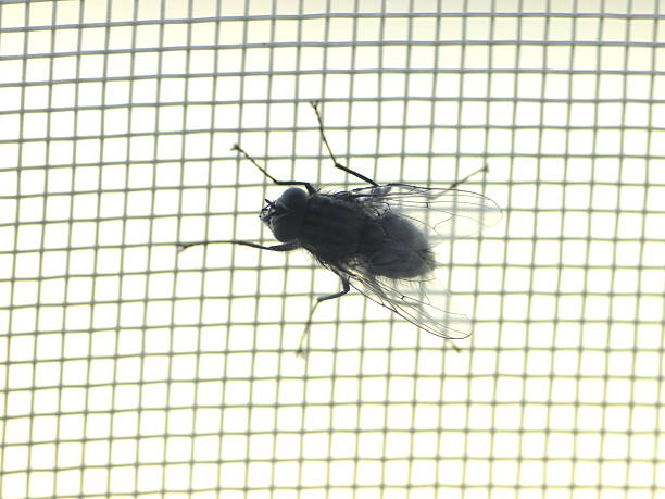 fly net macro backlight A fly flew by the window. macro body hair stock pictures, royalty-free photos & images