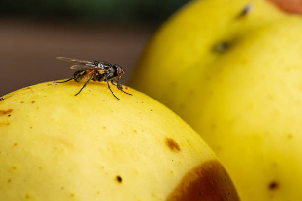 vlieg op een rotte appel - huisvlieg stockfoto's en -beelden
