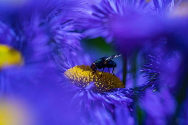 Fly on asters stock photo