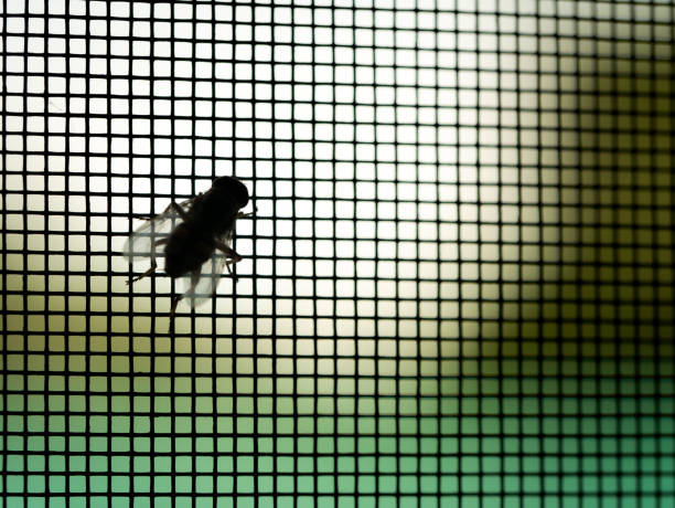 Fly Perched on The Mosquito Screen The Fly Perched on The Mosquito Screen in The Window Frame fly insect stock pictures, royalty-free photos & images