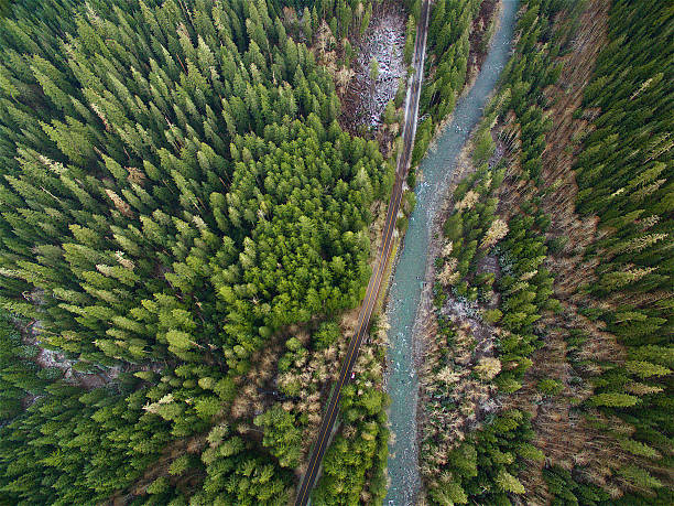 Flying above the forest stock photo