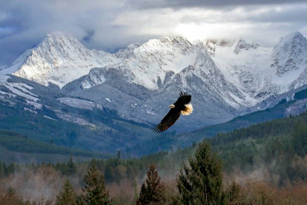 Flying Bald Eagle at the North Cascade Mountains in Washington stock photo