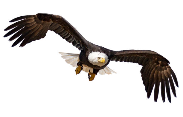 Flying Bald Eagle isolated on white background stock photo