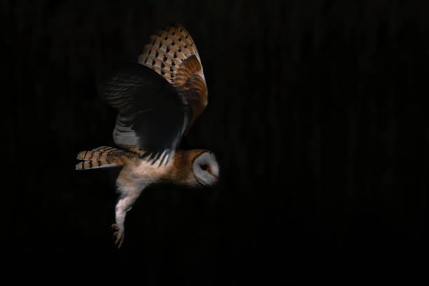 Flying Barn owl (Tyto alba), hunting. stock photo