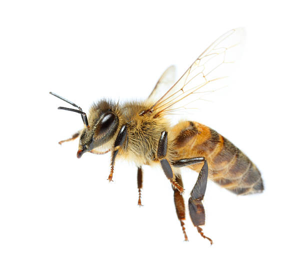 flying bee - bijen stockfoto's en -beelden
