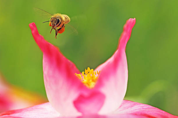 Flying Bee stock photo