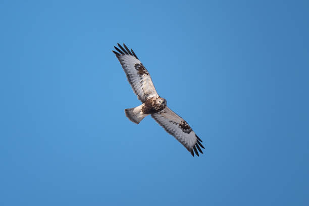 flying bird of prey, beautiful rough-legged hawk or buzzard bird - grouse flying imagens e fotografias de stock
