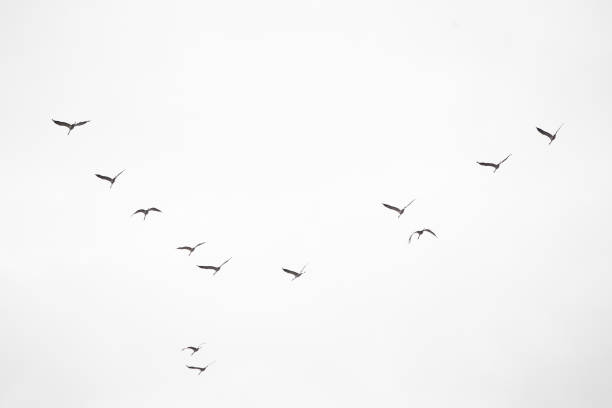 flying birds migratory passage Sandhill crane in the sky stock photo